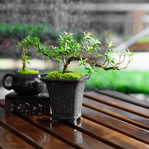 六月雪悬崖创意紫砂茶壶盆栽水壶造型盆景迷你小绿植茶桌生日礼物