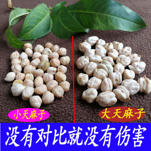 天麻子 正品云南野生天麻子 大天麻籽 大颗粒的天麻豆 500克包邮