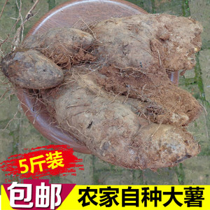 广西特产农家新鲜脚板薯 大薯 新鲜白山药白薯毛薯脚板薯种子5斤