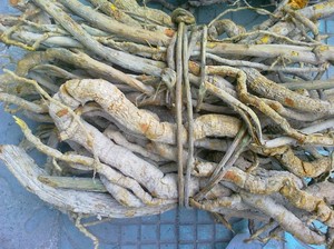 正品野生中药材藤黄连 别名黄藤 假黄连 大黄藤 古山龙干品