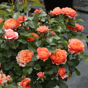 土星王阳台月季