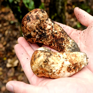 大凉山高海拔野生新鲜松茸 未开伞食用菌 789月1斤3—5cm包邮顺丰