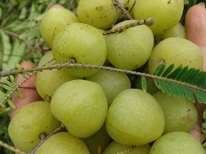 907人付款淘宝云南野生橄榄青果新鲜油甘滇橄榄余甘子牛甘果孕妇酸