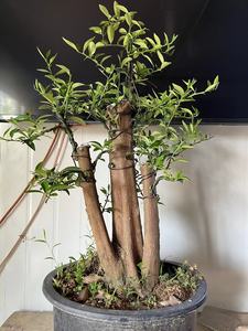 金豆盆景素材阳台庭院老桩熟桩窗台一物一拍趣味净化空气盆栽植物