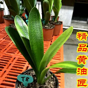 君子兰精品黄技师