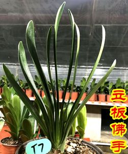 包邮长春精品立板油匠佛手君子兰室内吸甲醛防辐射绿植物鲜花盆栽