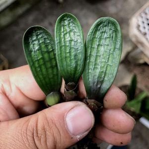 长春精品油匠技师大桥圆头短叶君子兰小苗特价18.88包邮绿植盆栽图片