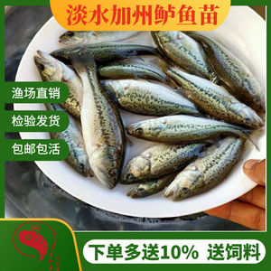 鲈鱼苗淡水七星批特大发梭鲈鱼苗水花苗大口黑鲈凶猛加州养殖5号