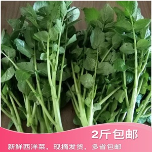 广东揭阳本地新鲜西洋菜豆瓣菜凉菜时鲜蔬菜山泉水农家种植1斤装