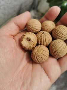 猴头核桃原籽散籽猴头核桃雕刻单籽猴头核桃光珠猴头核桃正圆文玩