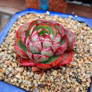 爱火多肉植物正版肉肉缀化肉肉紫红色血斑爱好者收藏品种爱火多肉