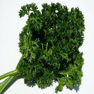 特色蔬荷兰芹新鲜欧芹法香 9.90/250克