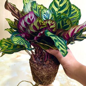 红铁兰招财手七彩铁魅力之星孔雀竹芋如意皇后花卉绿植盆栽7人付款11