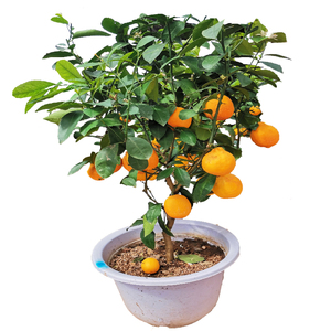 沙糖桔树苗地栽盆栽南方北方种植橘子树苗柑桔果树果苗嫁接砂糖橘