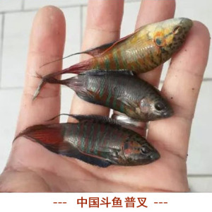 中国斗鱼活体普叉, 广东普叉/国斗,叉尾斗鱼 彭皮婆 沙蟒鱼