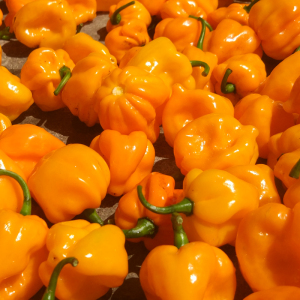 海南新鲜黄灯笼辣椒黄辣椒魔鬼辣变态辣蒜蓉香辣剁黄椒酱酸汤肥牛