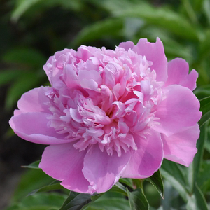 芍药季经典品种aa蓝富士5支或10支长度55cm花径3cm