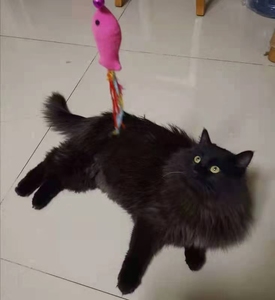 黑色狮子猫山东临清狮子猫波斯系长毛猫橘猫狮子猫狸花狮子猫黑白