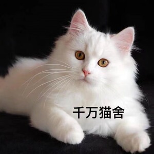【山东狮子猫临清】山东狮子猫临清品牌,价格 - 阿里巴巴