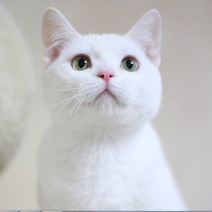 00 4人付款  淘宝 中华田园猫鸳鸯眼白猫纯白蓝眼纯种狸花猫异瞳猫