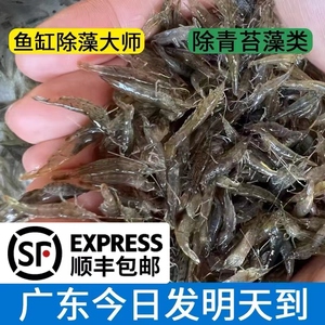 两广黑壳虾除藻虾鱼缸水草清洁工具迷你观赏米虾顺丰广东次日达