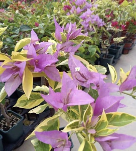 [花加]金边新加坡宫粉三角梅20杆扦插苗