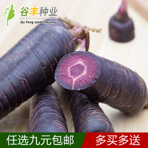 艳紫胡萝卜种子黑胡萝卜特色蔬菜种籽有机非转基因阳台庭院蔬菜孑