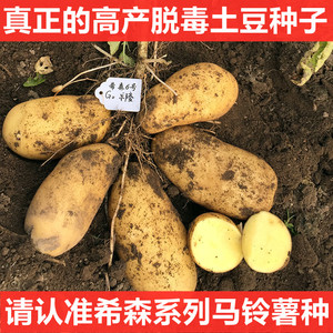 高产黄心大土豆种子脱毒马铃薯洋芋种孑春秋季土豆原种籽带芽眼苗