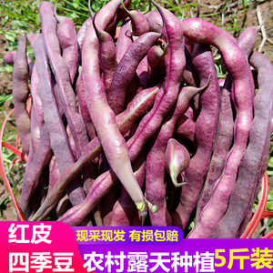 重庆农家新鲜蔬菜农家菜应季红四季豆嫩芸豆