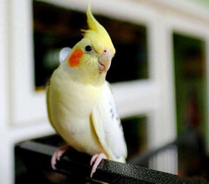 宠物鸟活体手养玄凤黄化原始珍珠鹦鹉乖巧可爱亲人上手断奶