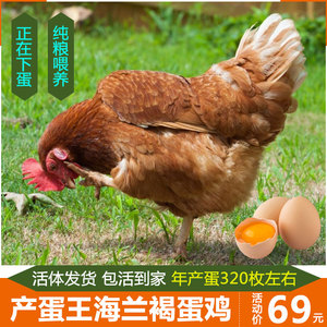 海兰褐下蛋鸡活鸡包活到家产蛋王鸡活体海蓝褐褐生蛋鸡母苗土鸡活