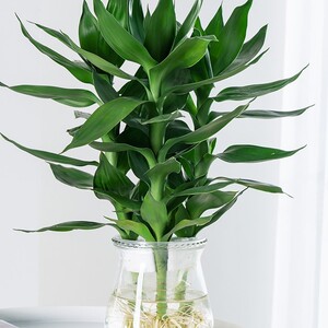 水培有根观音竹供佛办公室家庭绿植荷花竹盆栽净化空气去甲醛易养
