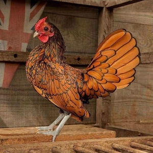 纯种波兰鸡观赏鸡大帽子鸡红黑花纹宠物鸡一对包邮活体包活到家