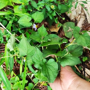 野生鱼腥草,折耳根,狗叠耳,干品500克包邮