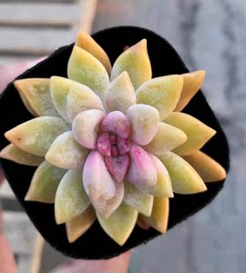 幽灵公主多肉老桩