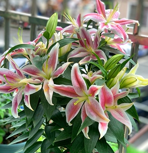 矮化香水百合