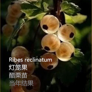 灯笼果种子种苗中草药植物红醋栗南北方盆栽种植新奇花卉食用花卉