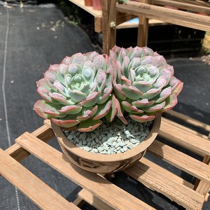 雨滴泪无痕多肉植物云南控养带瘤老桩好养盆栽周正好看不含盆发货