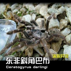 东非斜角巴布成体包邮角巴布大幼体蜘蛛入门新手礼物宠物
