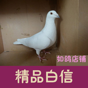 白鸽子一对