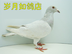 银色鸽子信鸽鱼鳞鸽子活体鸽子观赏鸽子鸽子活 一对信鸽一对包邮