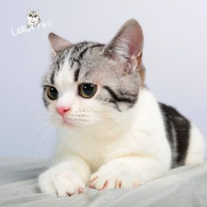 【虎斑猫】虎斑猫品牌,价格 - 阿里巴巴