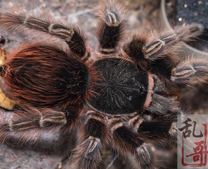 玻利维亚红尾2厘米苗子宠物活体大型可达20厘米ac属捕鸟蛛
