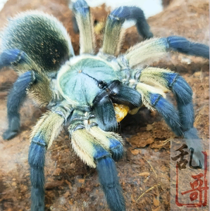 梦幻蓝巴布蜘蛛