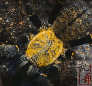 高端收藏品种胡志明地老虎2-2.5厘米越南稀有品种宠物蜘蛛活体