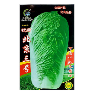 抗病北京新三号油绿型白菜籽冬储大白菜种子大面积种植基地庭院