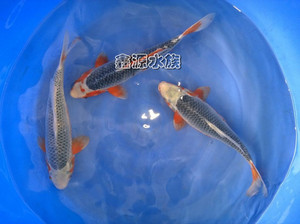浅黄锦鲤