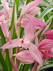 新津胭脂 苋朱砂汉朱砂 北方家养兰花春剑名品红花带花苞浓香盆栽