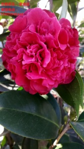 国内外茶花品种紫金冠