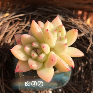 多肉植物 金色石英一物一拍 韩国精品多肉植物